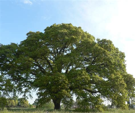 12007 cypress run drive orlando, fl 32836. Tree: Blue Oak - RUFF