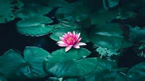 Lotus Flower In Water 4k Wallpapers Hd Wallpapers Id 30493