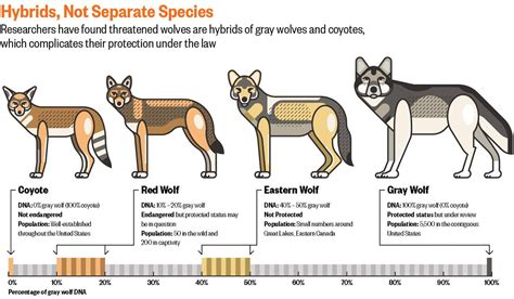 Gray Wolf Timeline