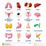Human Internal Organs Stock Vector Illustration Of Body  111957574