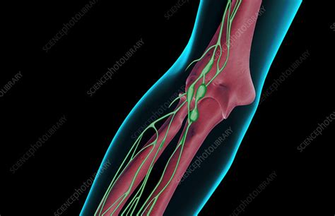 The Lymph Supply Of The Elbow Stock Image F0015789 Science Photo