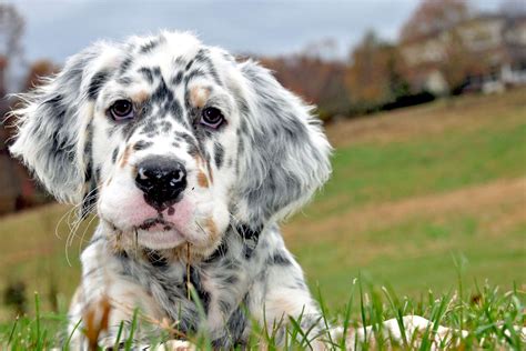 English Setter Dog Breed Information And Characteristics Daily Paws