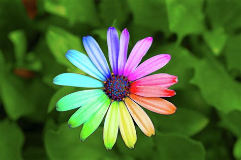 Rainbow Flower Photograph By Sean Davey