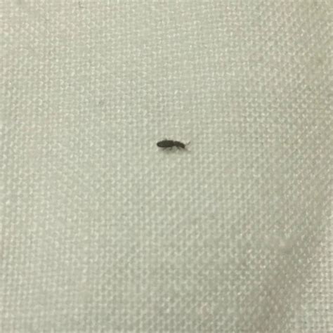 Identifying Tiny Black Insects Thriftyfun