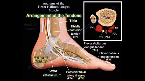 Anatomy Of The Flexor Hallucis Longus Muscle Everything You Need To