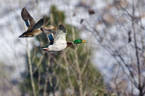 Pair Of Mallard Ducks Flying Past The Snow Filled Winter Woods Stock