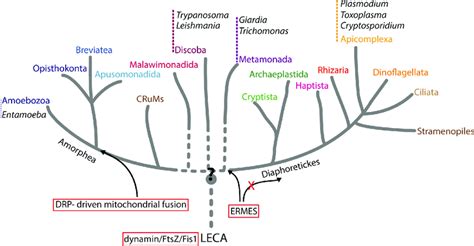 Parasitic Protists In The Eukaryotic Tree Of Life The Schematic Tree
