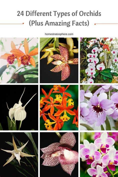 24 Different Types Of Orchids Plus Amazing Facts Types Of Orchids Orchids Different Types