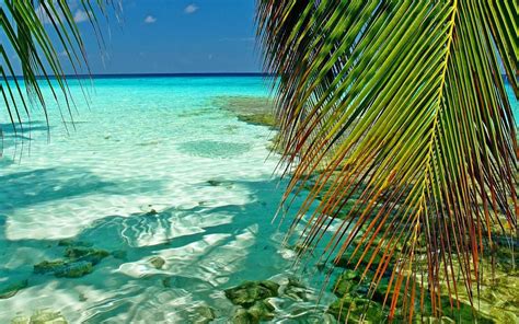Sunlight Landscape Leaves Sea Nature Beach Green Palm Trees