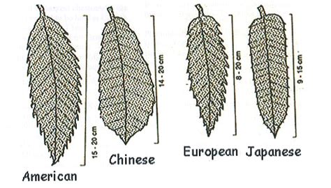 Download Chestnut Identification