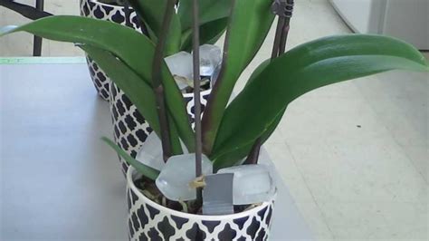 Water Phalaenopsis Orchids With Ice Cubes Myth Or Fact Greenhouse