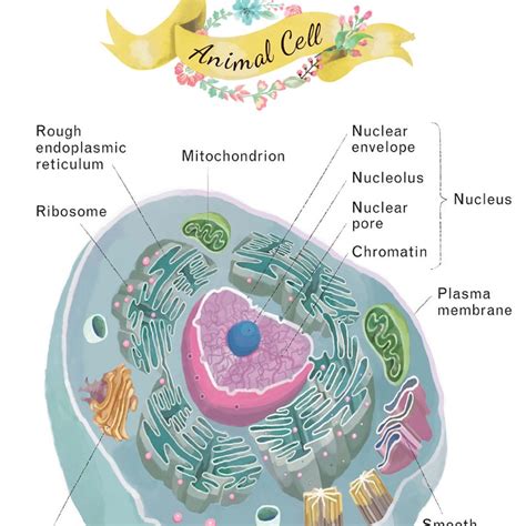 Cross Section Of An Animal Cell Animalqf