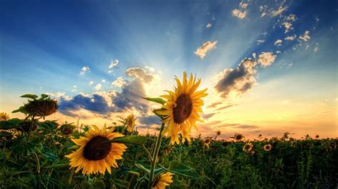 Sunflowers Sunrise Sky Clouds Wallpapers Hd Desktop