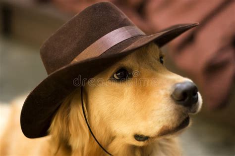Um Chapéu De Cowboy Do Desgaste Do Cão Foto De Stock Imagem De Chapéu