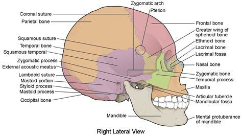 The Skull Anatomy And Physiology I