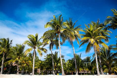 Pohon Kelapa Di Pantai Musim Panas gambar unduh gratis_ Foto 501303211