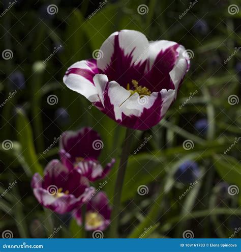 Large Maroon Tulips With White Stripes Close Up Stock Image Image Of