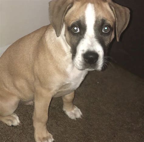 We are a small home kennel with our dogs being raised in our home as members of the family. Boxer Puppies For Sale | Columbus, OH #303280 | Petzlover