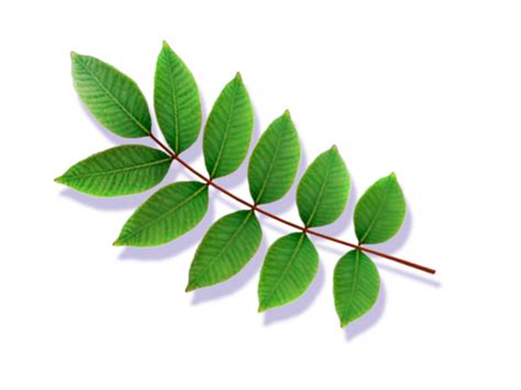 How To Identify Remove And Treat Poison Sumac