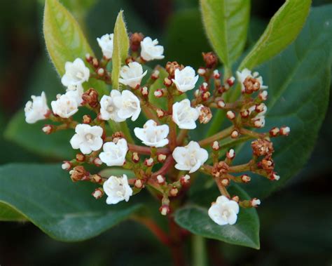 These trees add color and beauty in addition to curb appeal and property value. Texas shrub clay soil zone 8 | miniature shrubs colorado ...