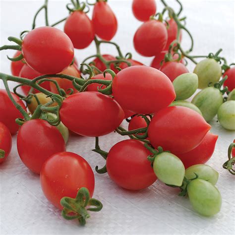 Pink Champagne Hybrid Tomato Cherrygrape Tomato Seeds Totally Tomatoes