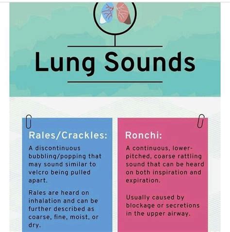 Lung Sounds Lung Sounds Lunges Inhaler
