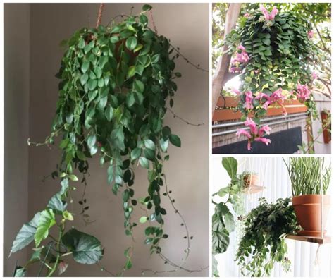 11 Houseplants That Dont Need A Lot Of Sunlight To Grow Plants
