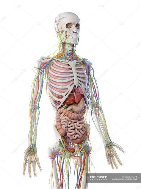 Human Male Internal Body Diagram