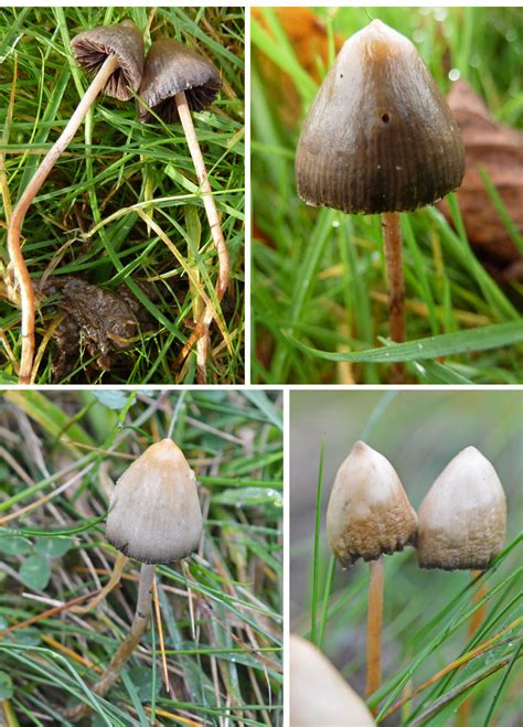 The Mushroom Diary Uk Wild Mushroom Hunting Blog The