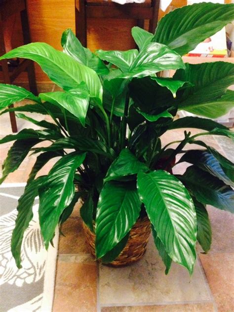 Is This Houseplant Poisonous Askjudy Houseplant 411