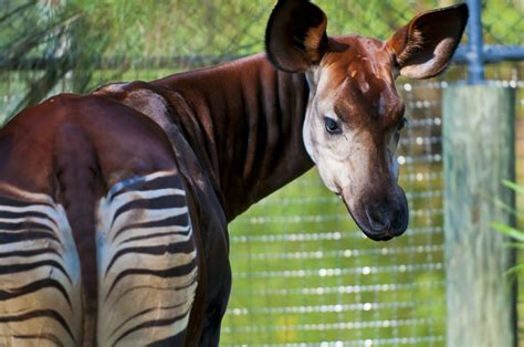 Okapi Rare Animals Unusual Animals Okapi
