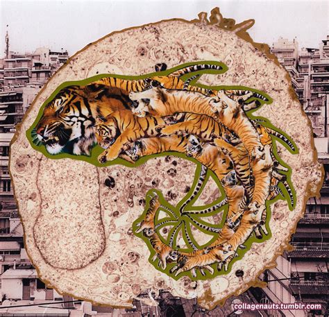 Prawn Tiger By Collagenauts On Deviantart