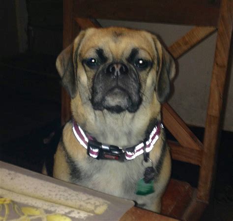 Puggle Puppies For Sale In Minnesota Cute Puppies