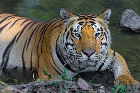 Asia India Male Bengal Tiger Pantera License Image