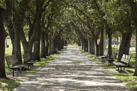 The Benefits Of Urban Forestry Ufifas Extension Osceola County