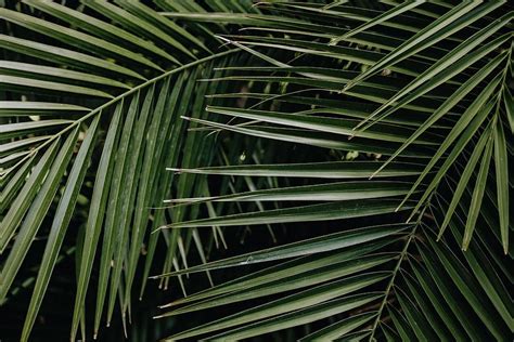 Hd Wallpaper Tropical Palm Leaves Floral Pattern Background Summer