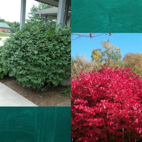 I have several burning bushes and i prune them whenever i think of it, any time i have my pruners in my hands maybe pruning something else. Dwarf Burning Bush - Ted Lare - Design & Build