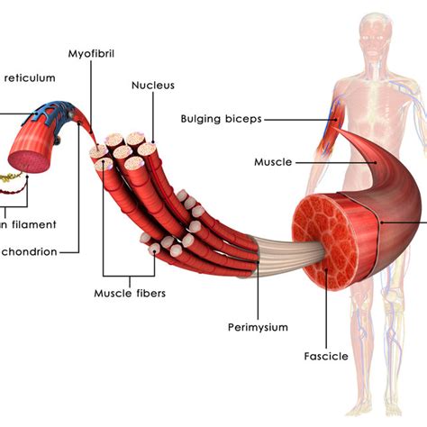 Anatomy Of A Muscle