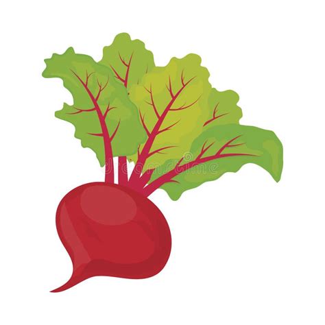 Radish Vegetable Icon Stock Vector Illustration Of Nutrition 242972092