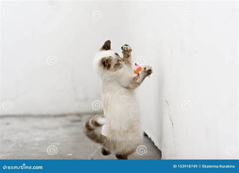 Cute Homeless Kittens Looking At Camera And Play Stock Image Image Of