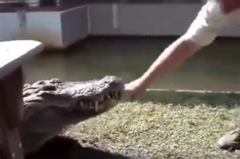 Careless Animal Trainers Hand Bitten By Deadly Crocodile