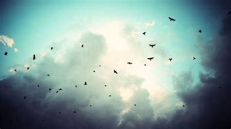 Birds Flying In Cloudy Sky Hd Wallpapers Flock Of Birds Birds Flying