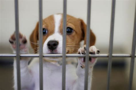 La County Adopts ‘socially Conscious Animal Shelter Practices Los