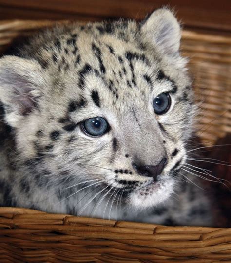 Snow Leopard Cub Cats Pinterest