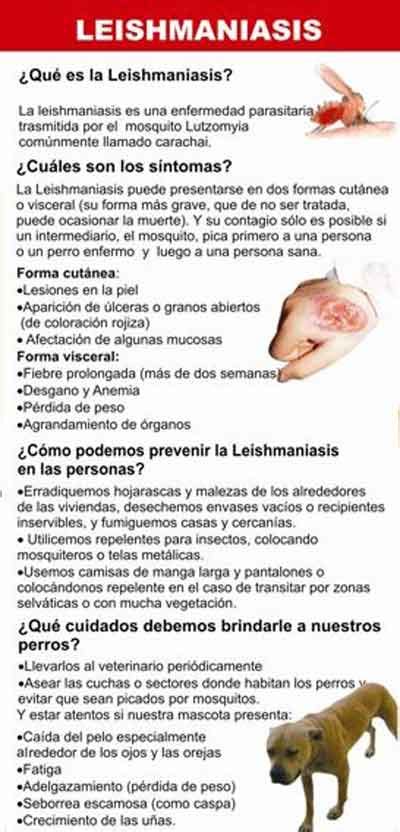 Formas De Prevenir La Leishmaniasis Blog Del Colegio Yapey