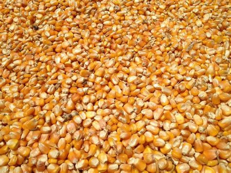 YELLOW MAIZE FOR ANIMAL FEED / YELLOW CORN FOR ANIMAL FEED | tradekorea