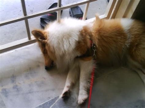 比特币（英語：bitcoin註 4，缩写：btc 或 xbt）是一種基於去中心化，採用點對點網路與共识主动性，開放原始碼，以區塊鏈作為底層技術的加密貨幣6，比特币由中本聪（網名）註 5（satoshi nakamoto）於2008年10月31日發表論文7. Dog Directory: 美国比特犬 American Pitbull Terrier