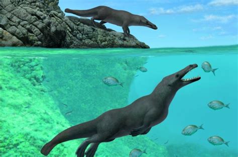 Ancient Four Legged Whale From Peru Walked On Land Swam In Sea