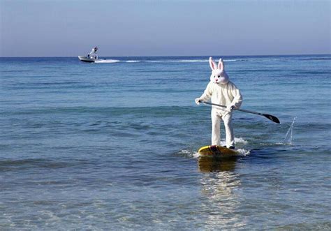 The Easter Bunny Can Surf With The Best Of Them Holiday Spirit