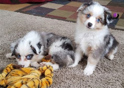 Miniature australian shepherds are easygoing, perpetual puppies that love to play. Rustic River Ranch, Miniature Australian Shepherd Breeder ...